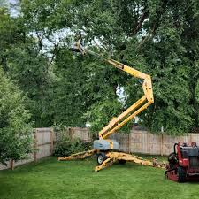 Best Tree Disease Treatment  in Hooverson Heights, WV