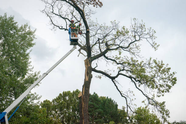 Best Tree Health Inspection  in Hooverson Heights, WV