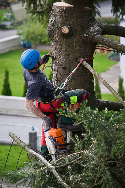Best Seasonal Cleanup (Spring/Fall)  in Hooverson Heights, WV
