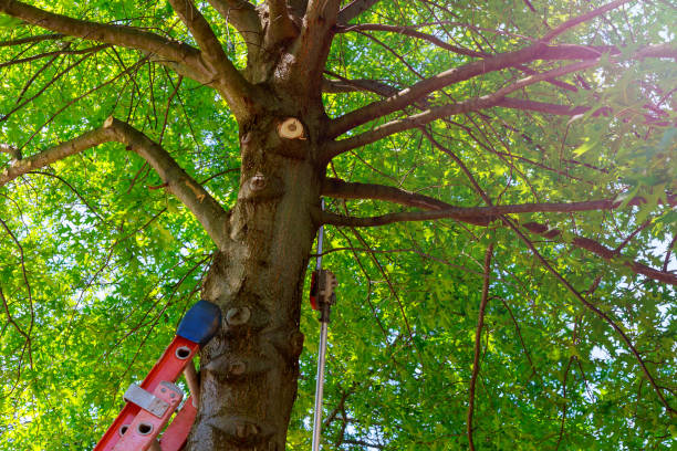 Best Tree Removal  in Hooverson Heights, WV